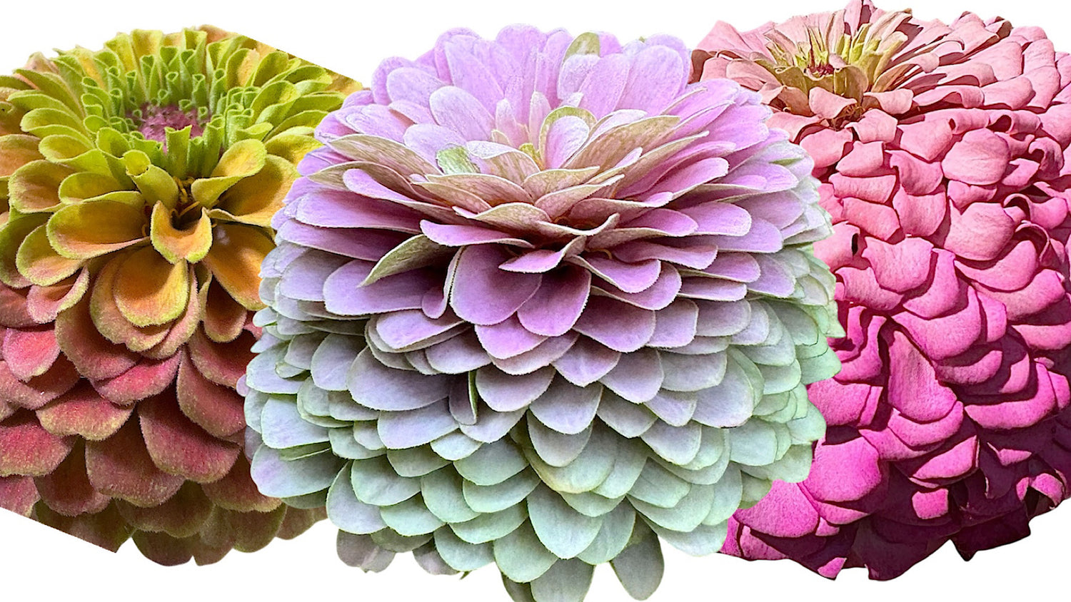 Specialty Zinnia Seeds