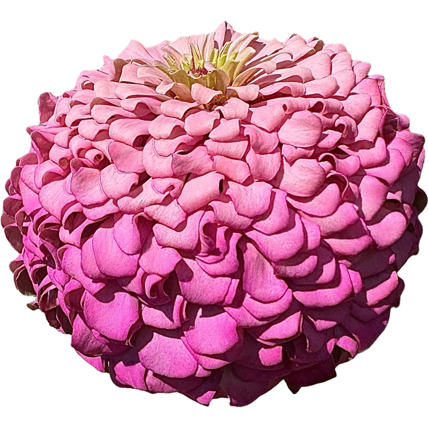 Highland Born Zinnias