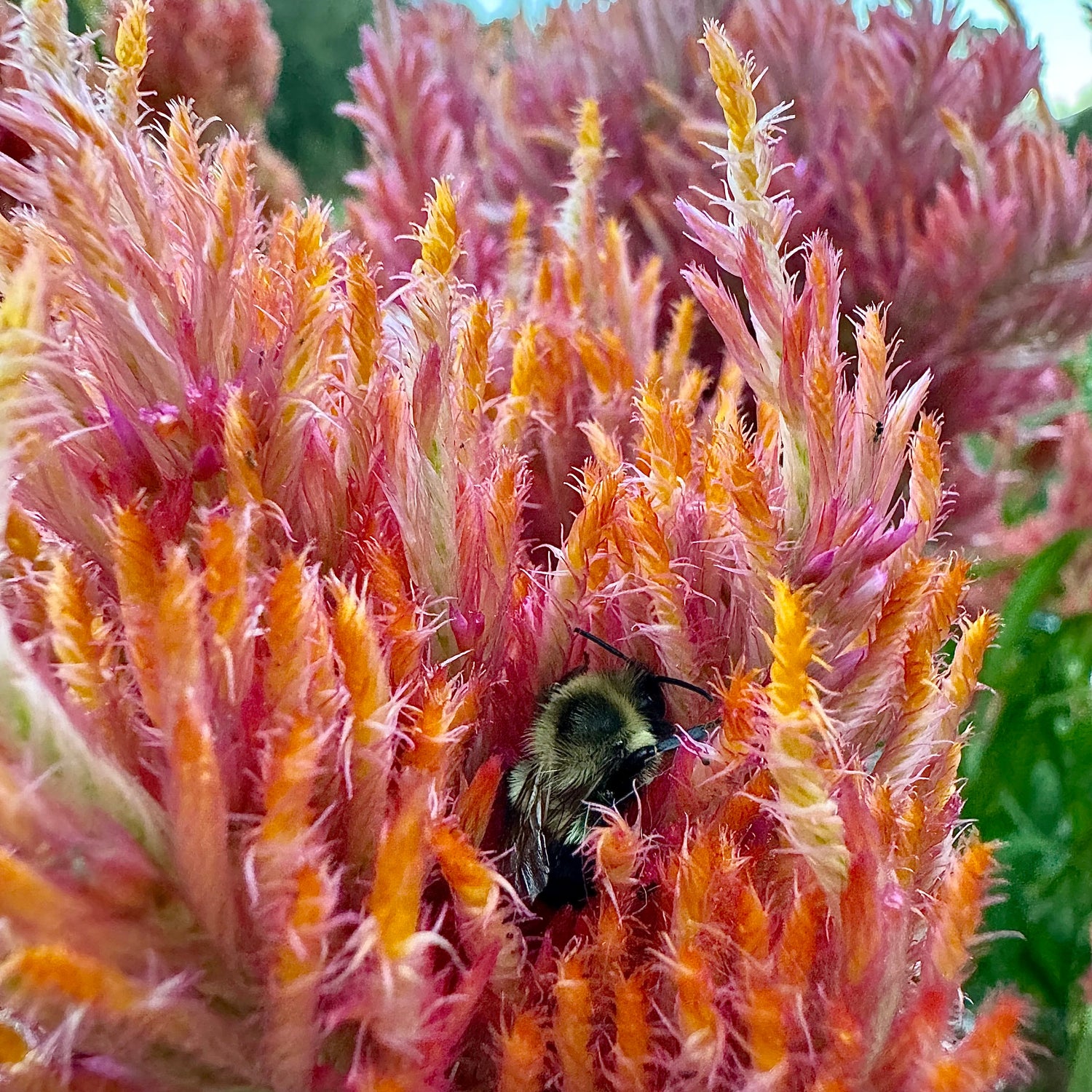 Specialty Celosia Seeds