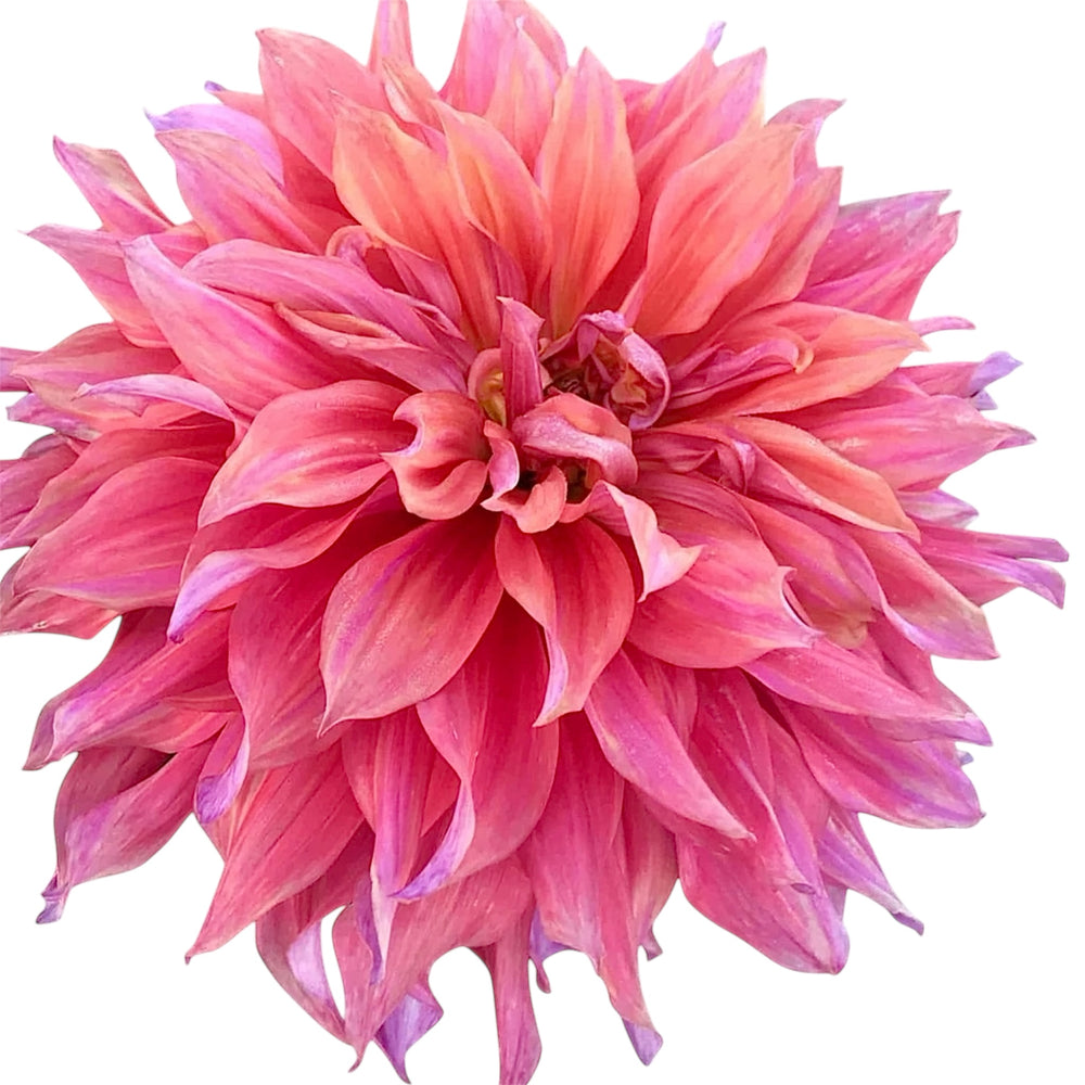 scrolling contnet image