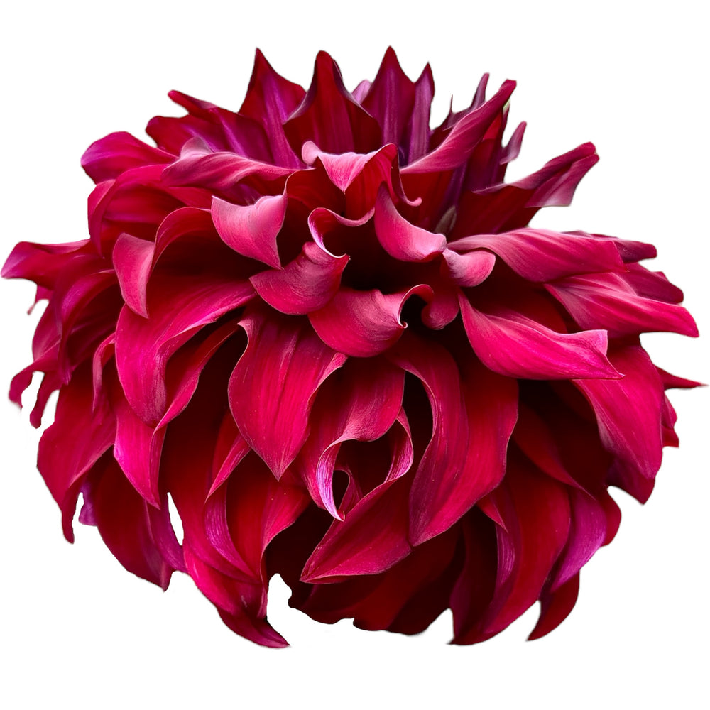 scrolling contnet image