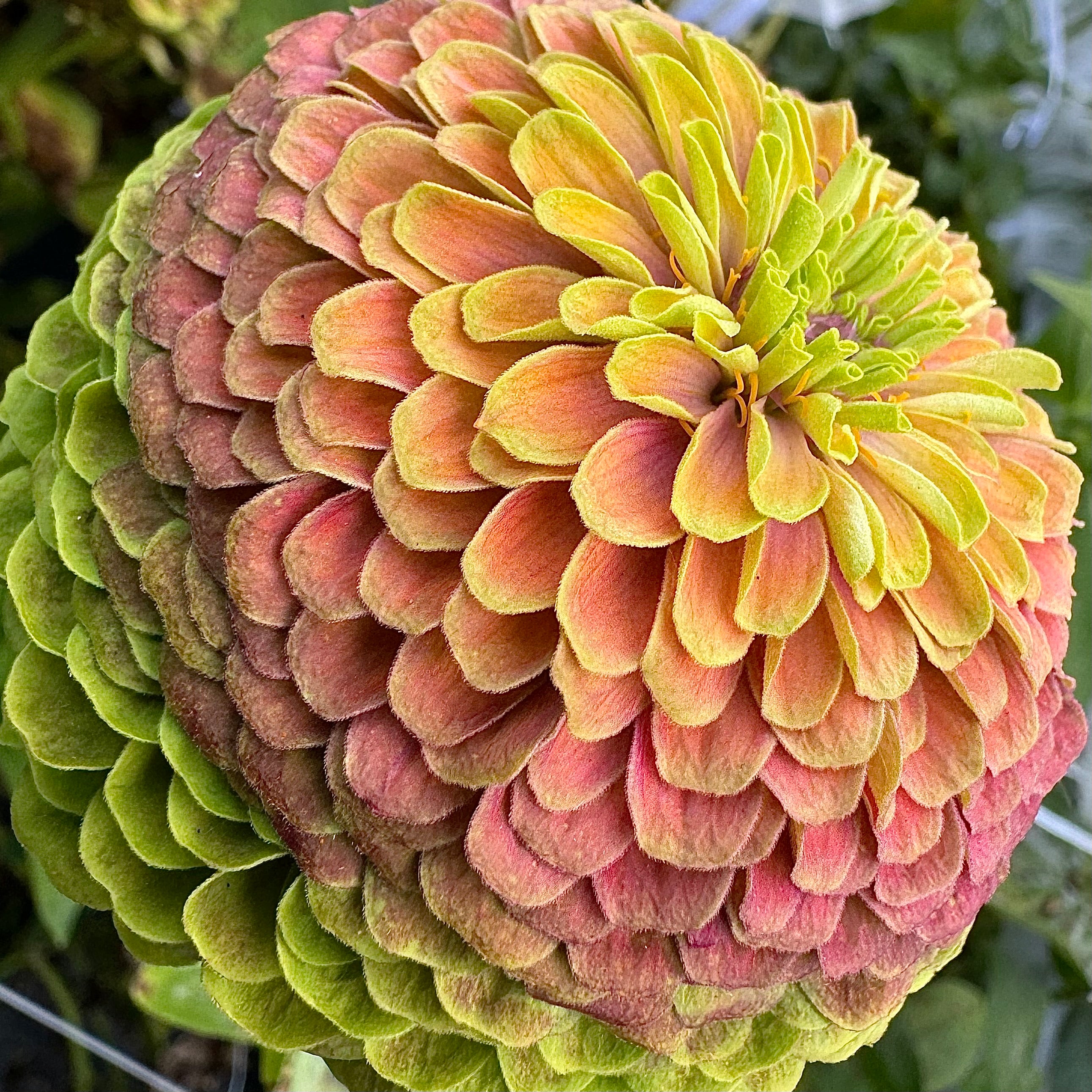 Specialty Zinnia Seeds