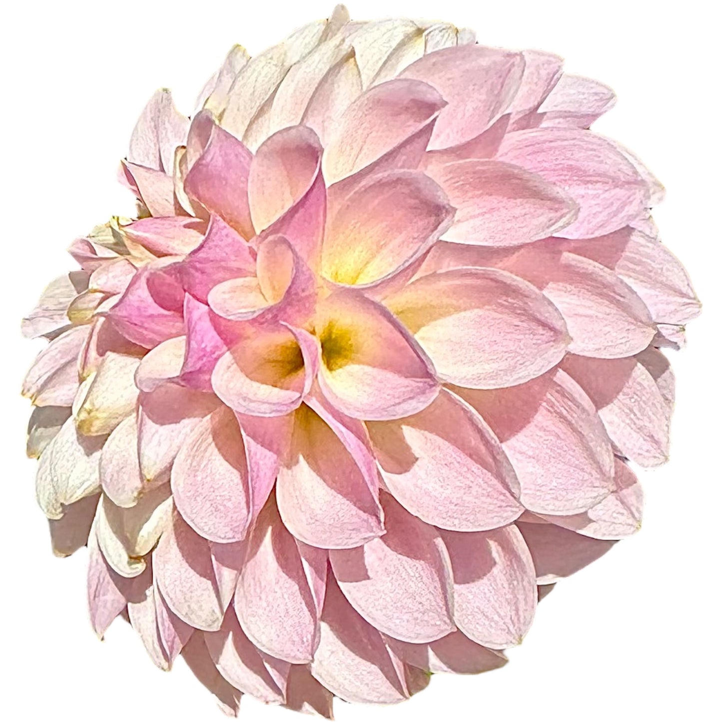 Tahoma Kelli