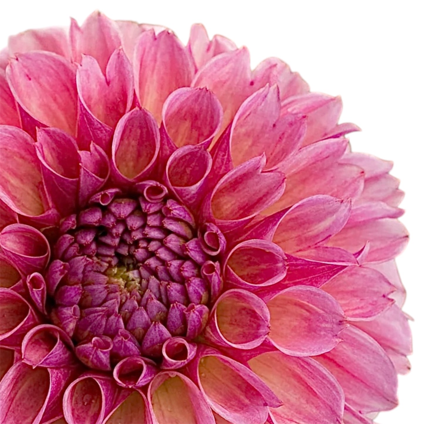 Bracken Rose