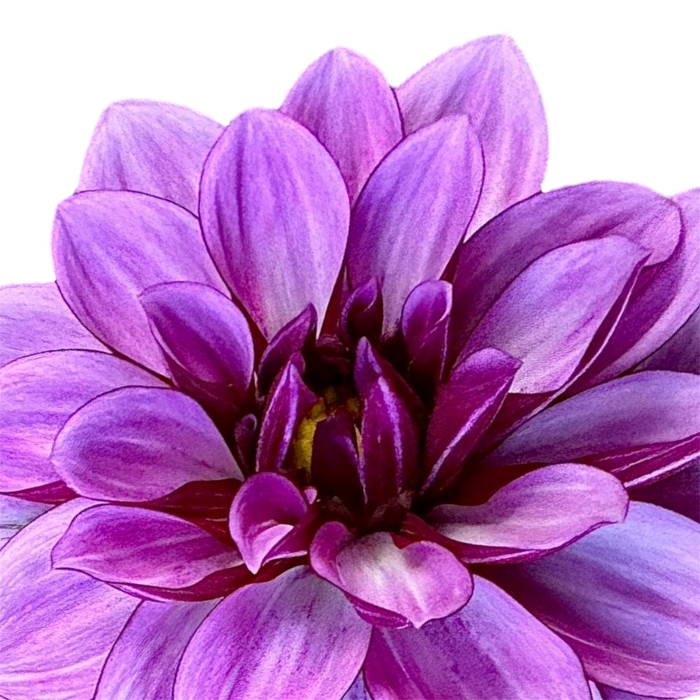 Crème de Cassis