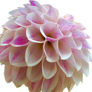 Tahoma Kelli