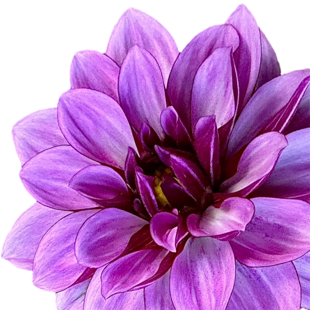 Crème de Cassis
