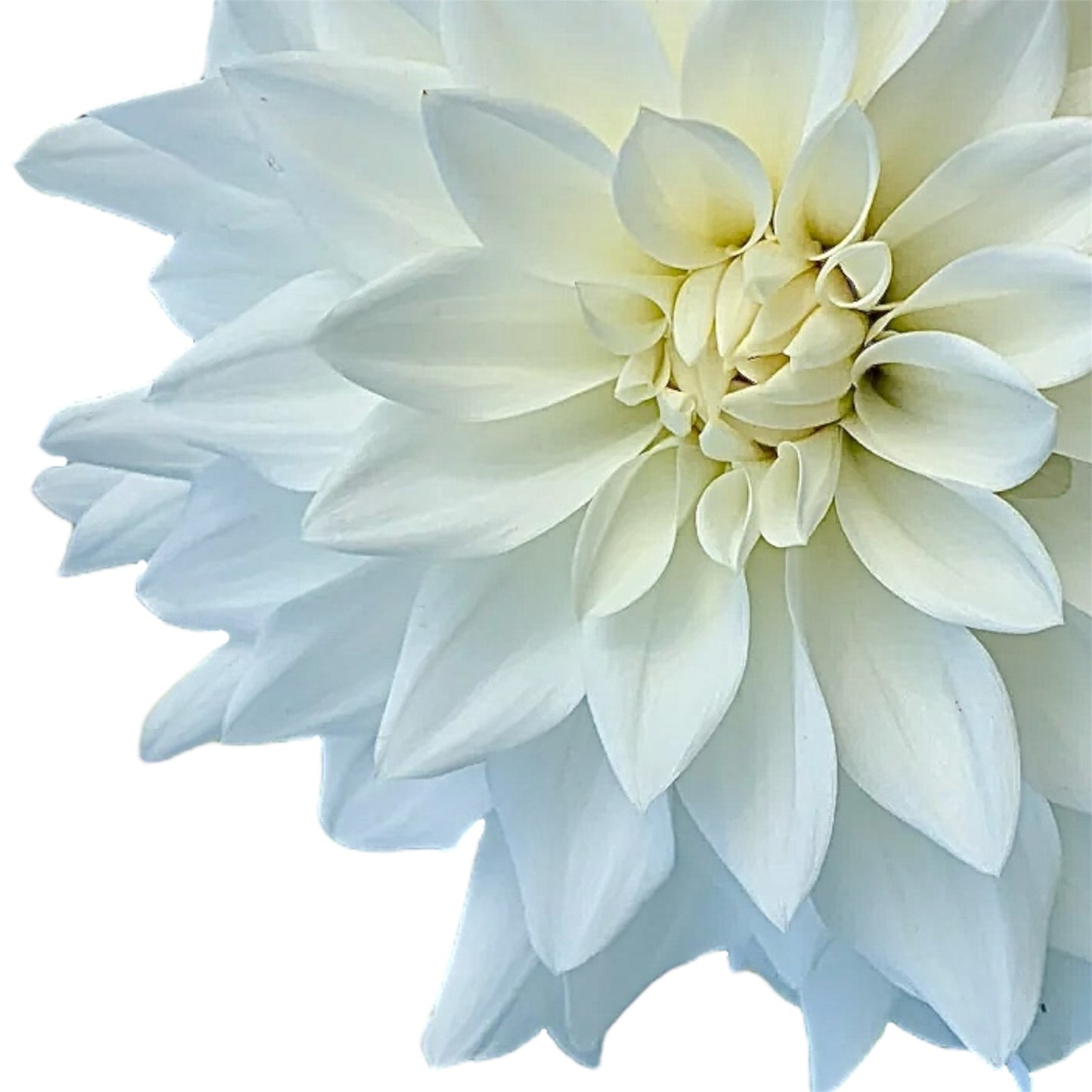 Beaucon White