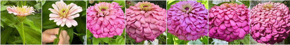 Zinnia Lavender Dreams