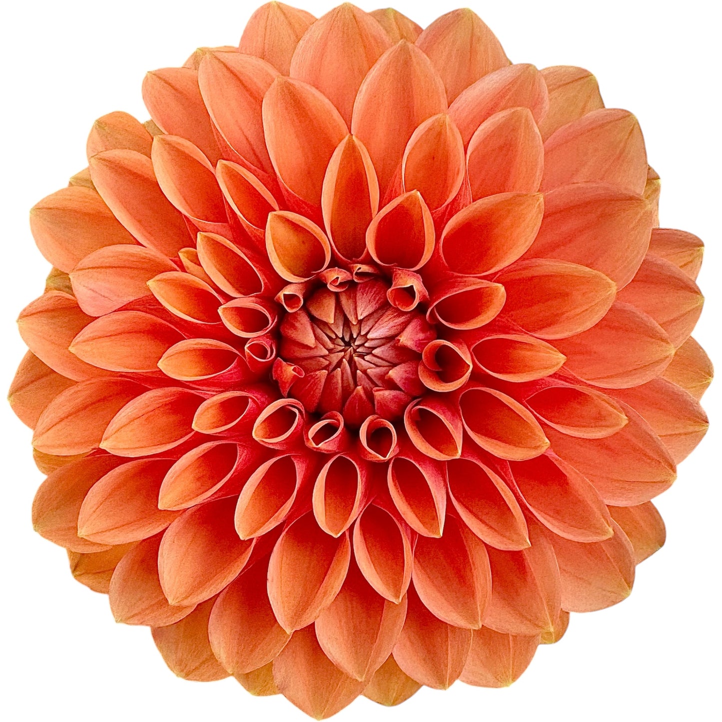 Maarn (Sylvia)