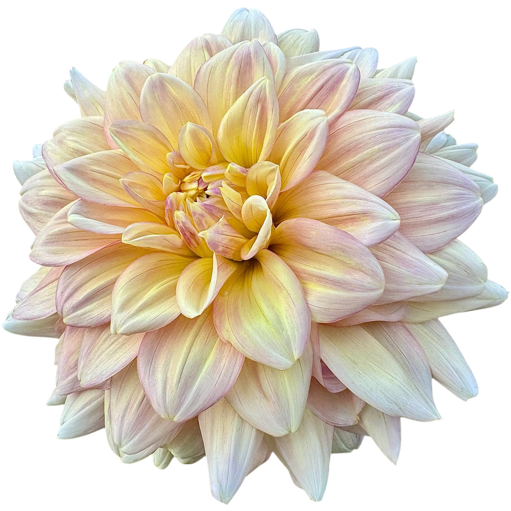 Wyn’s New Pastel