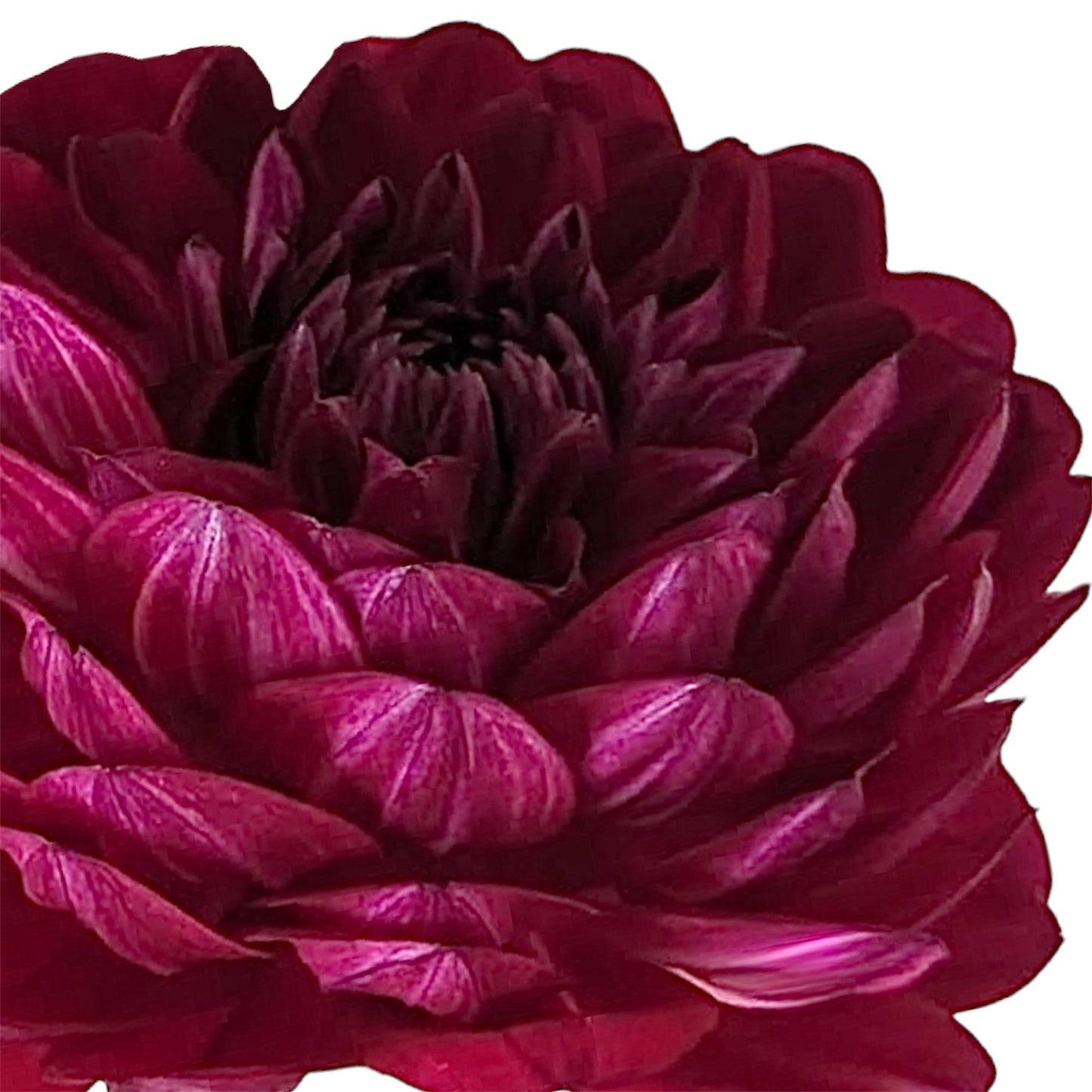 Sandia Bertha