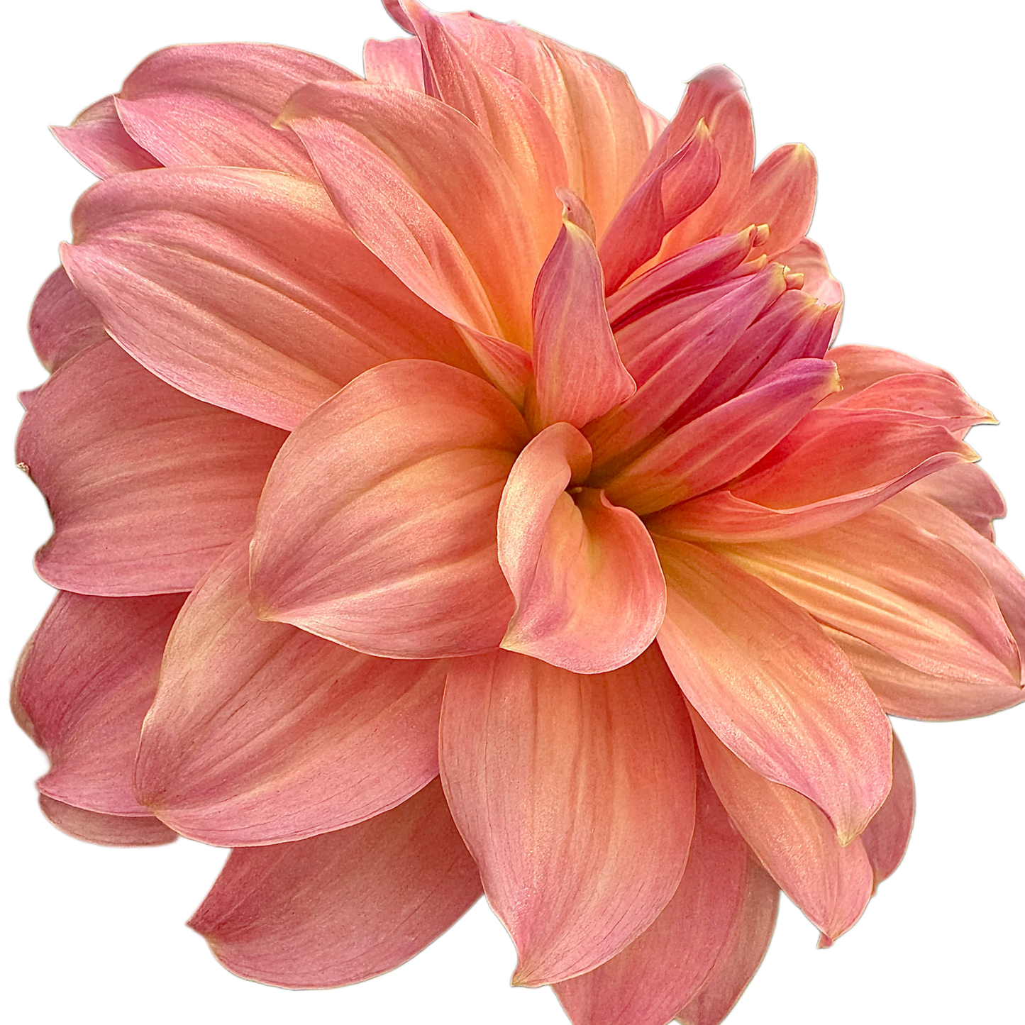 Peach Bud