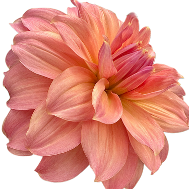Peach Bud