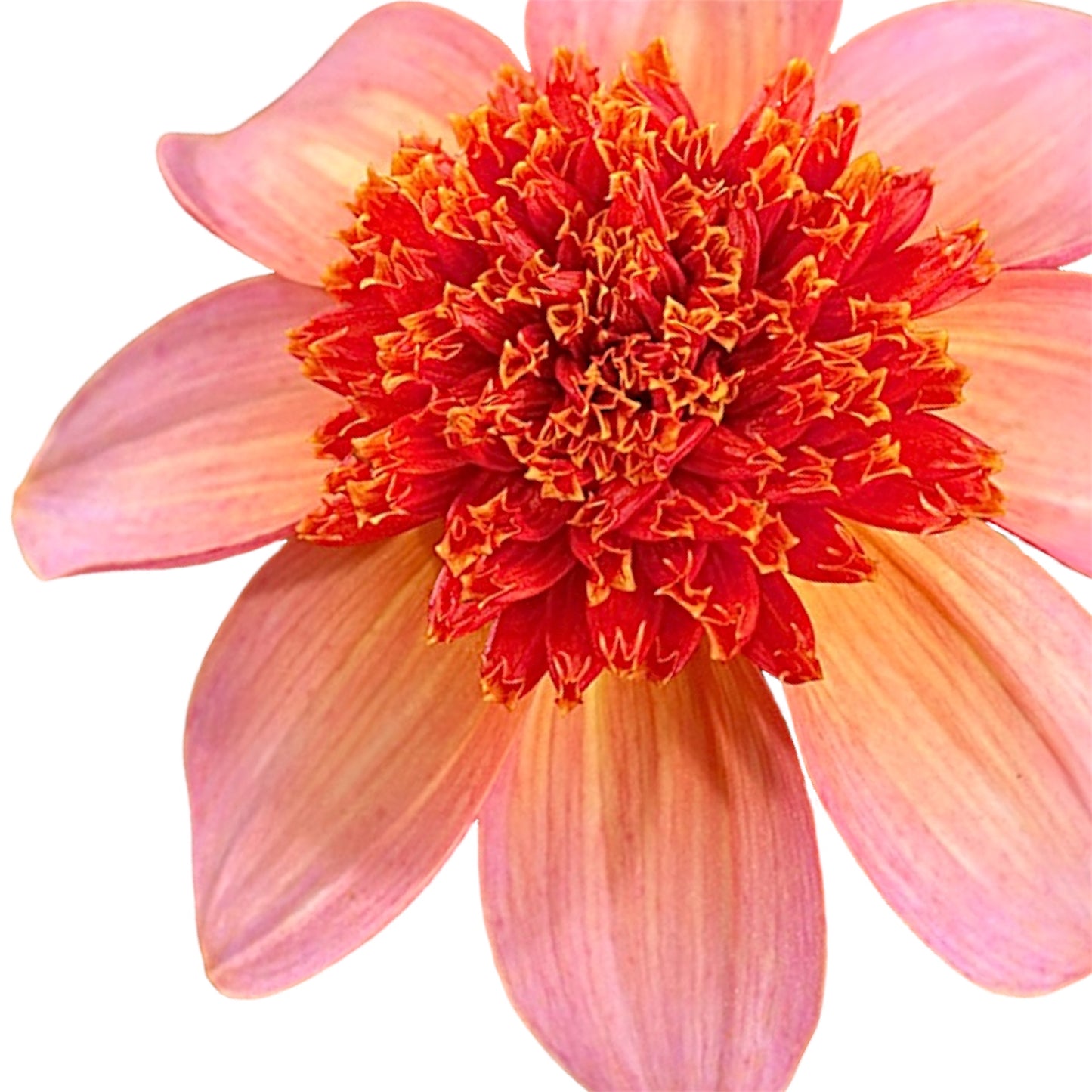Totally Tangerine