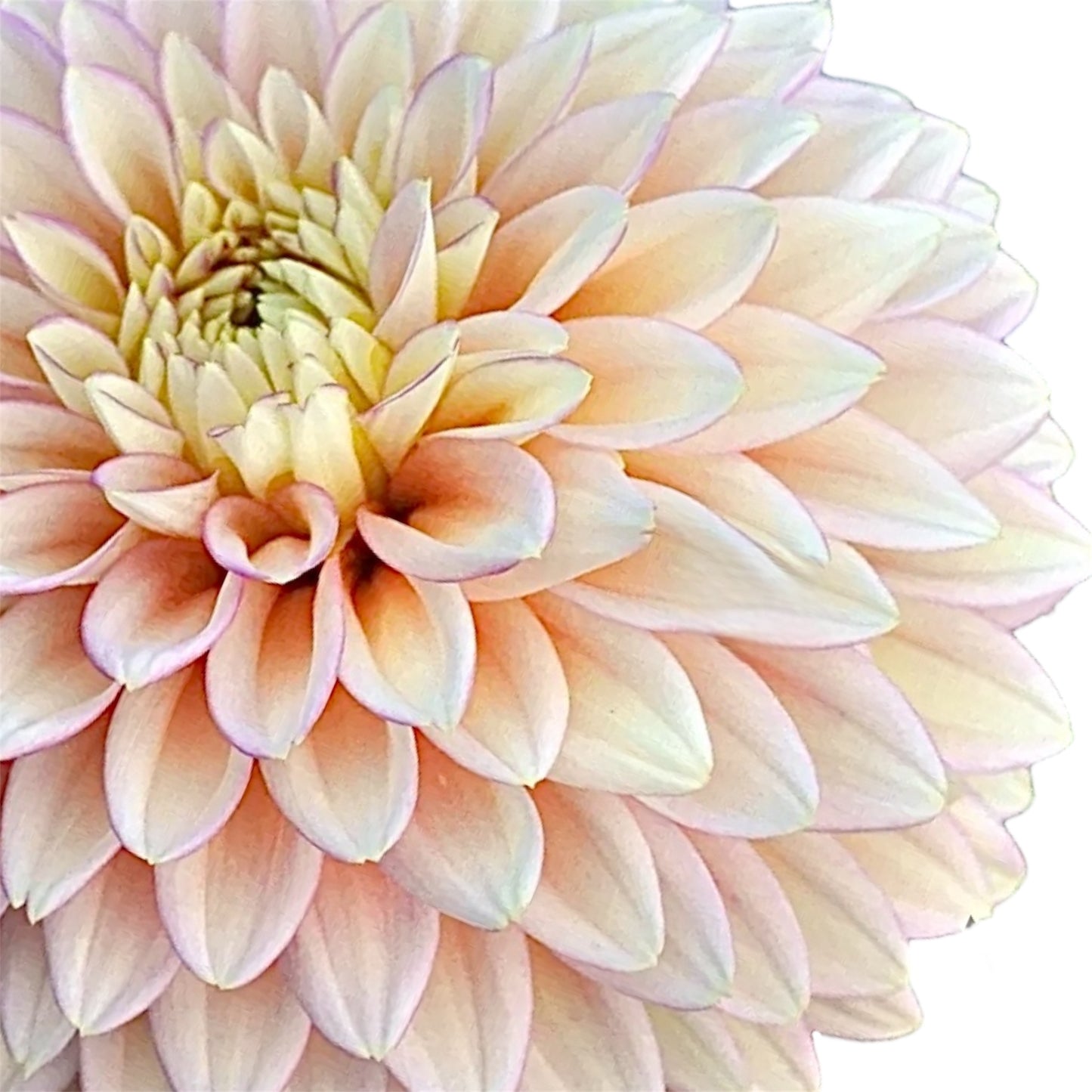 Bloomquist Blush