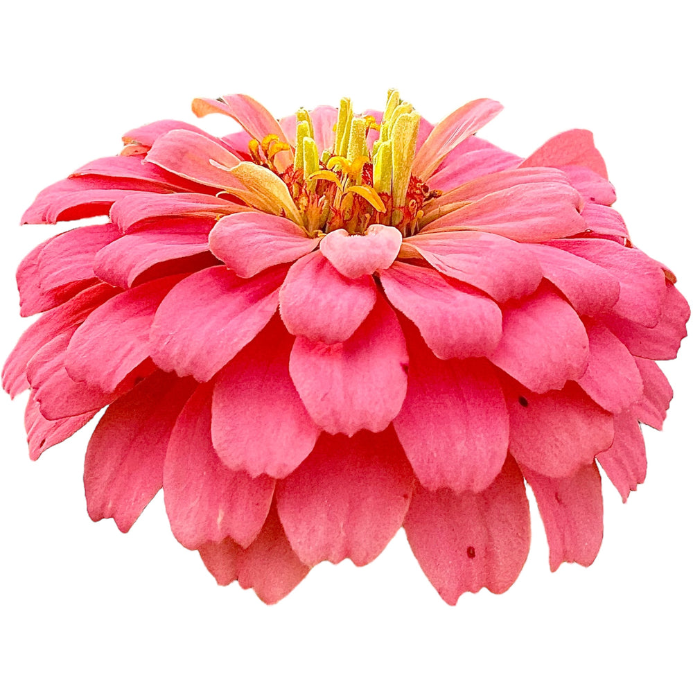 Zinnia Pink Parfait