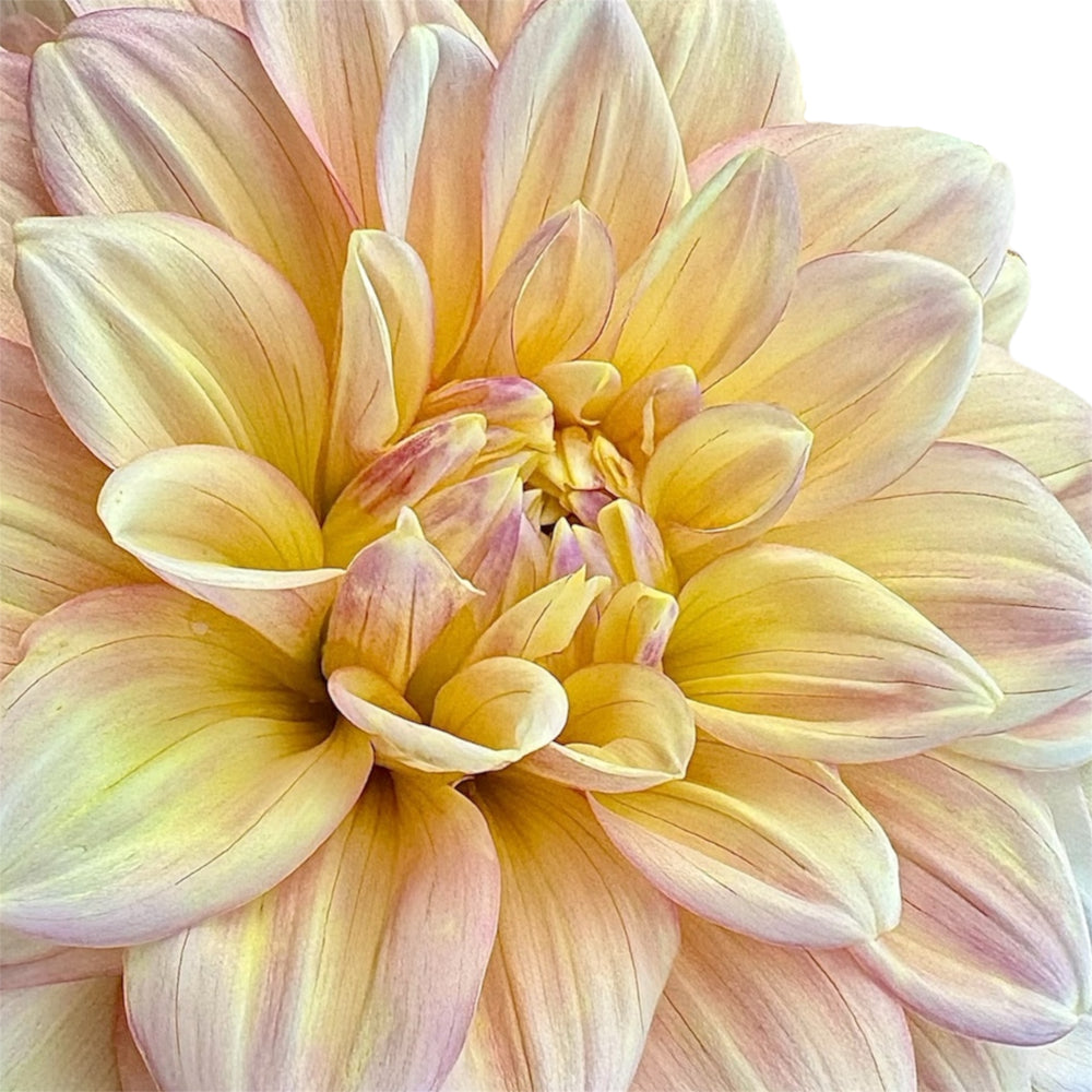 Wyn’s New Pastel
