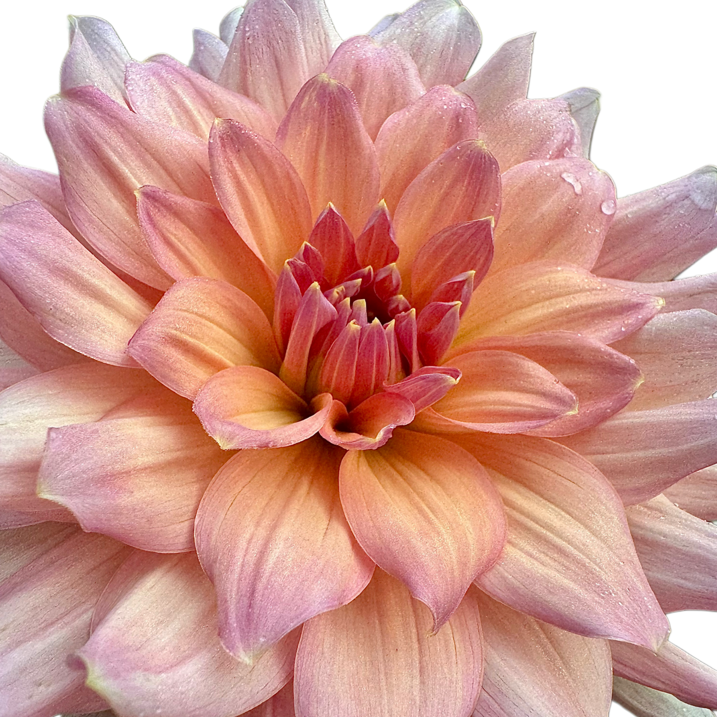 Peach Bud