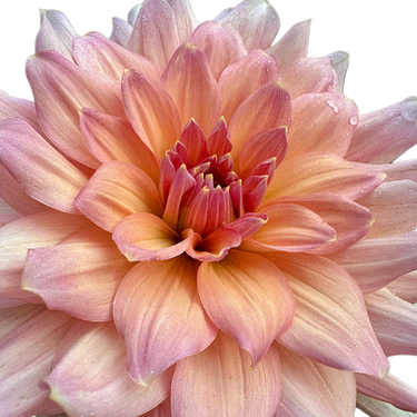 Peach Bud