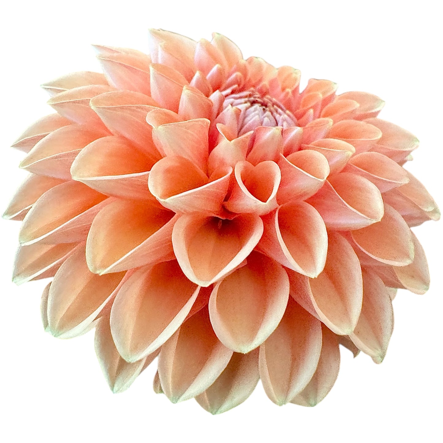 Maarn (Sylvia)