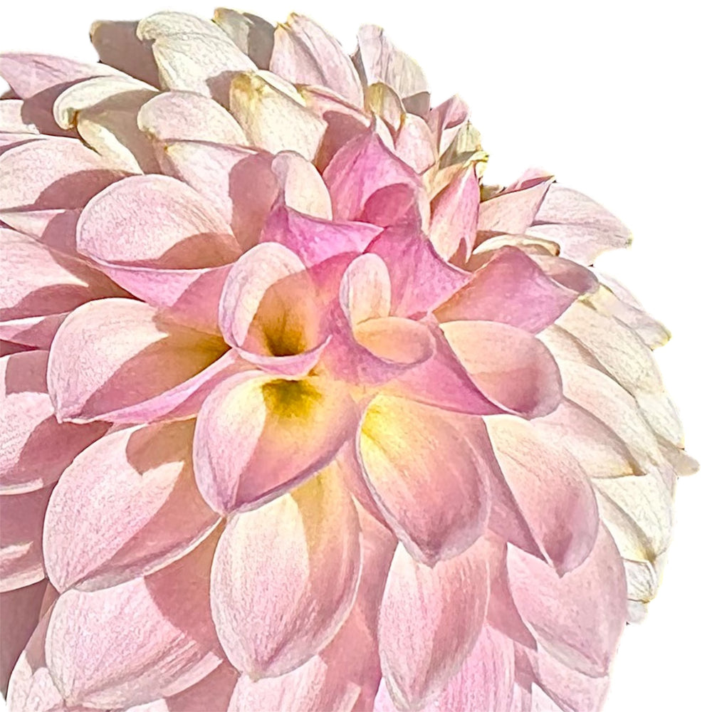 Tahoma Kelli