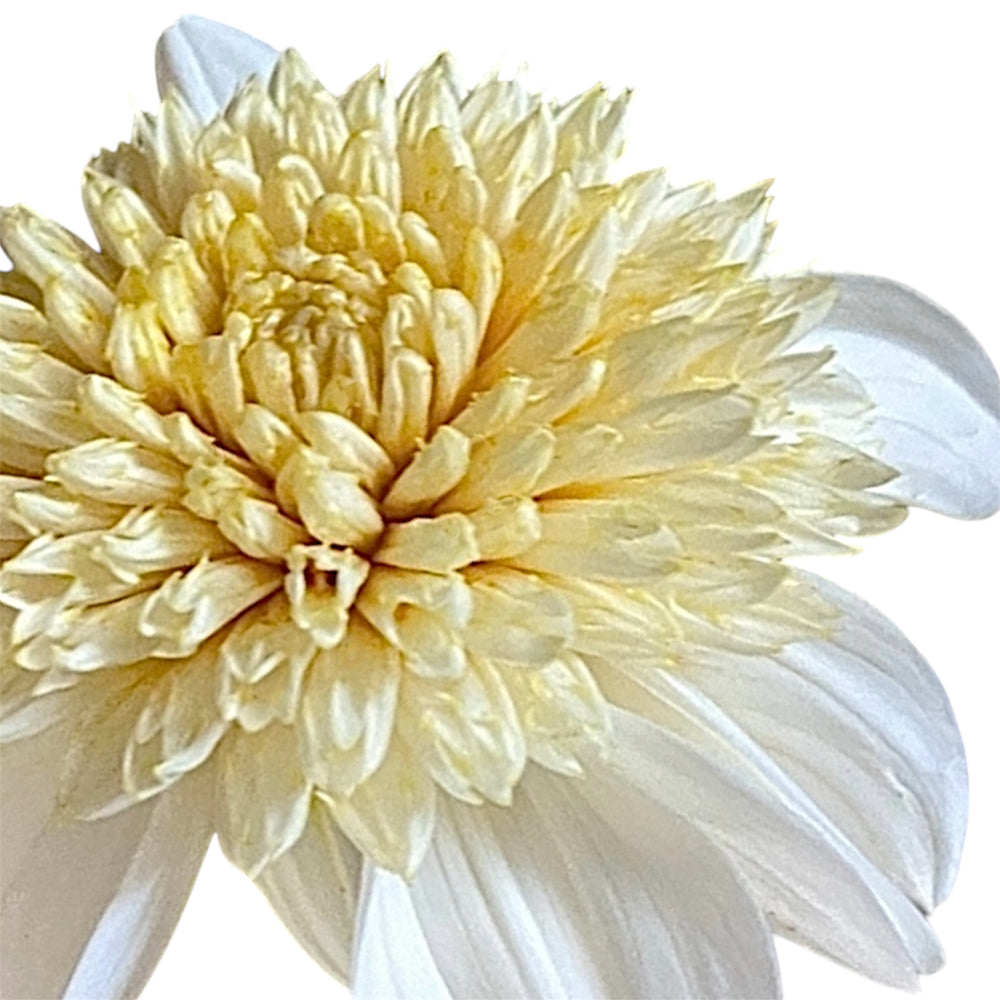 Platinum Blonde
