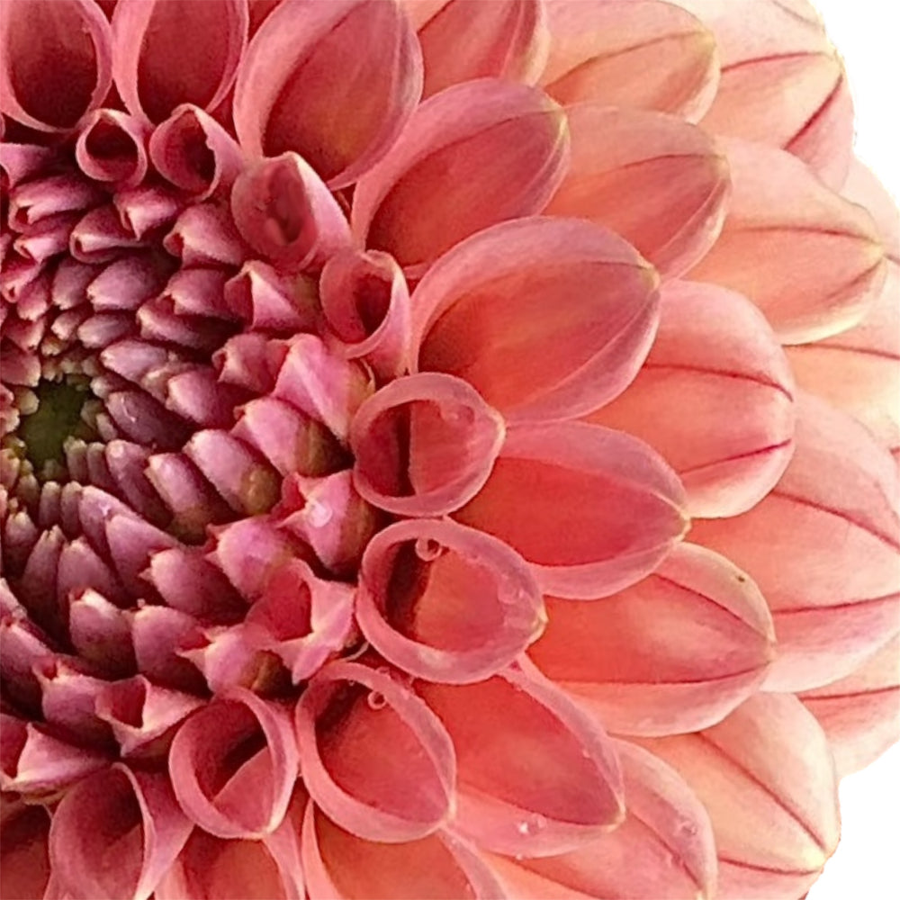 Rose Toscano