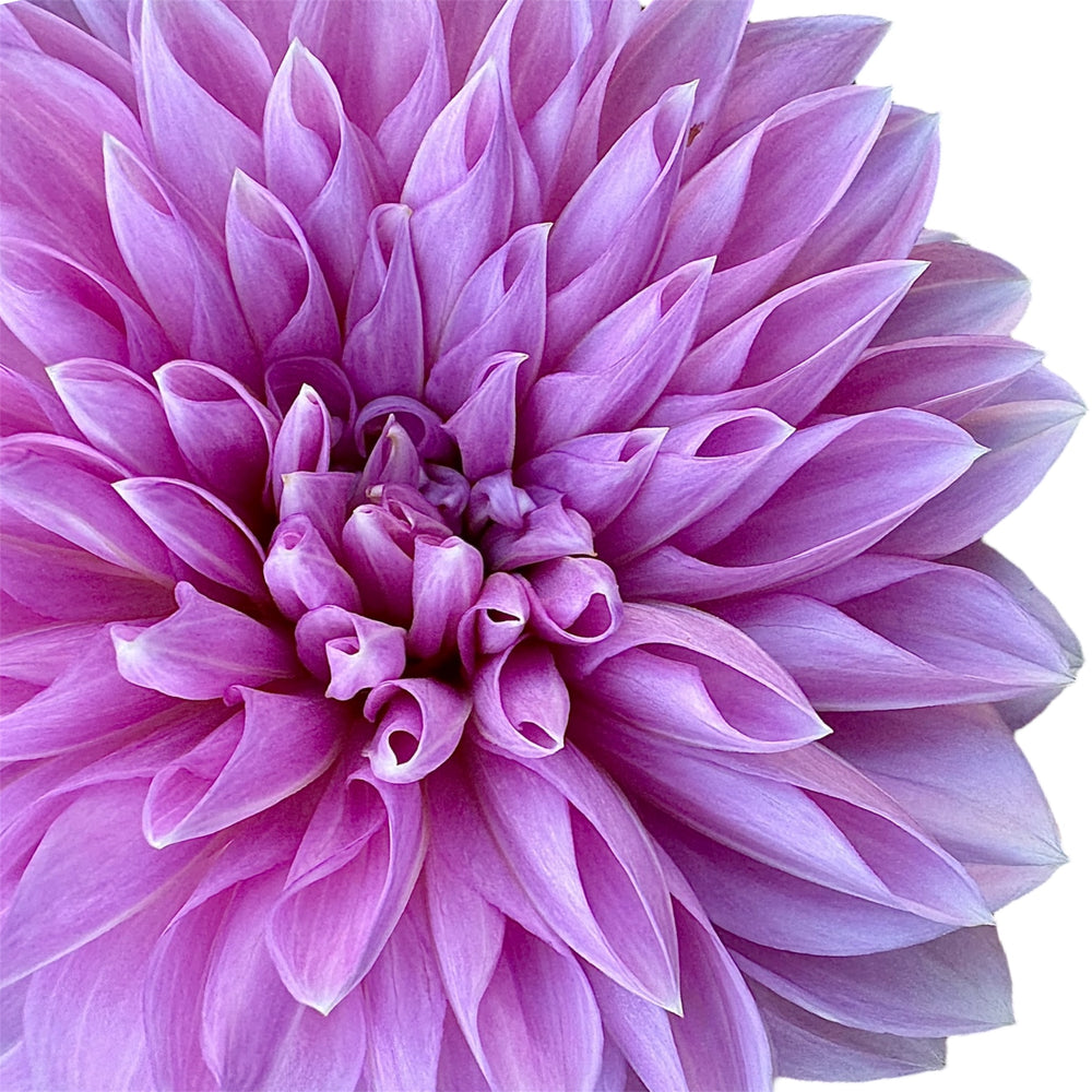 Lavender Perfection