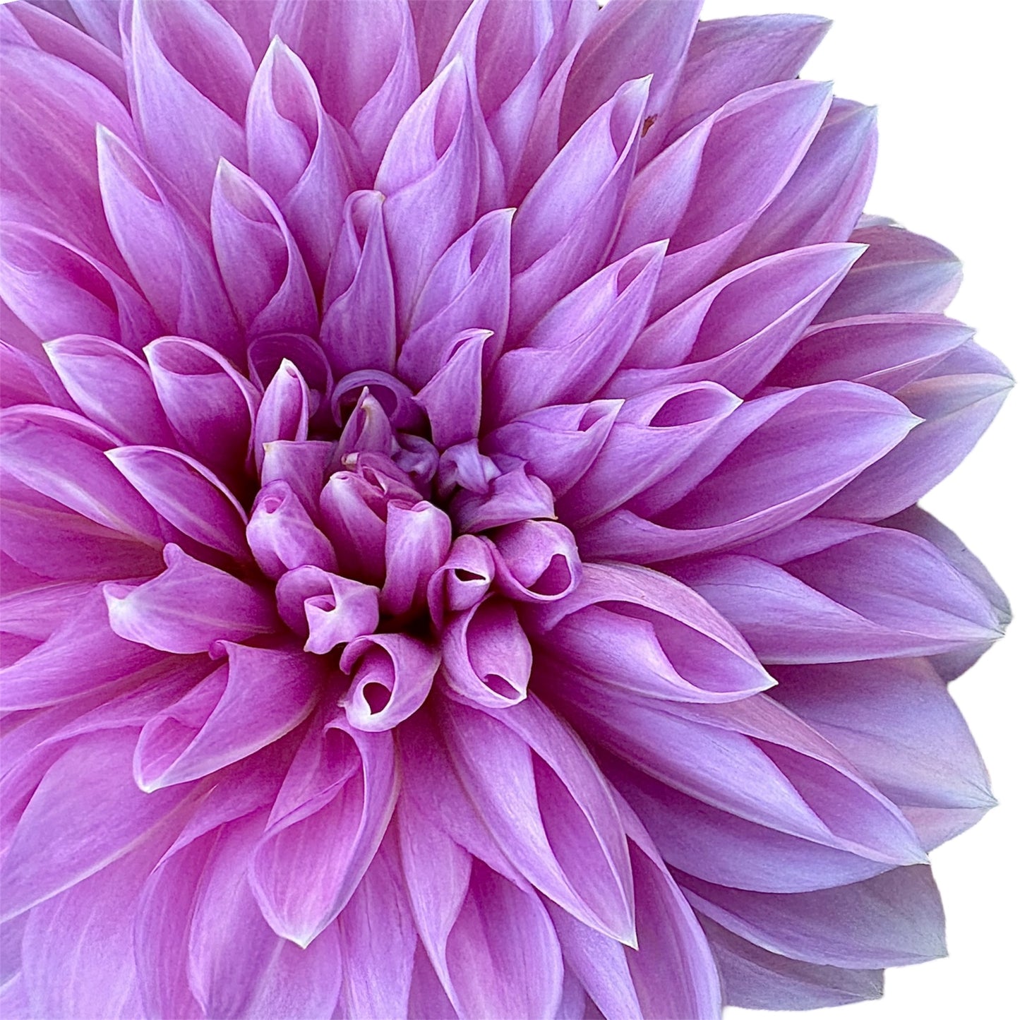 Lavender Perfection