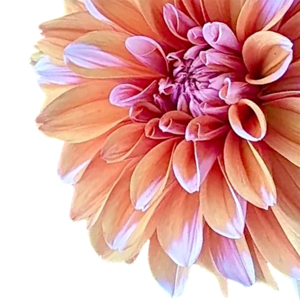 Robann Creamsicle