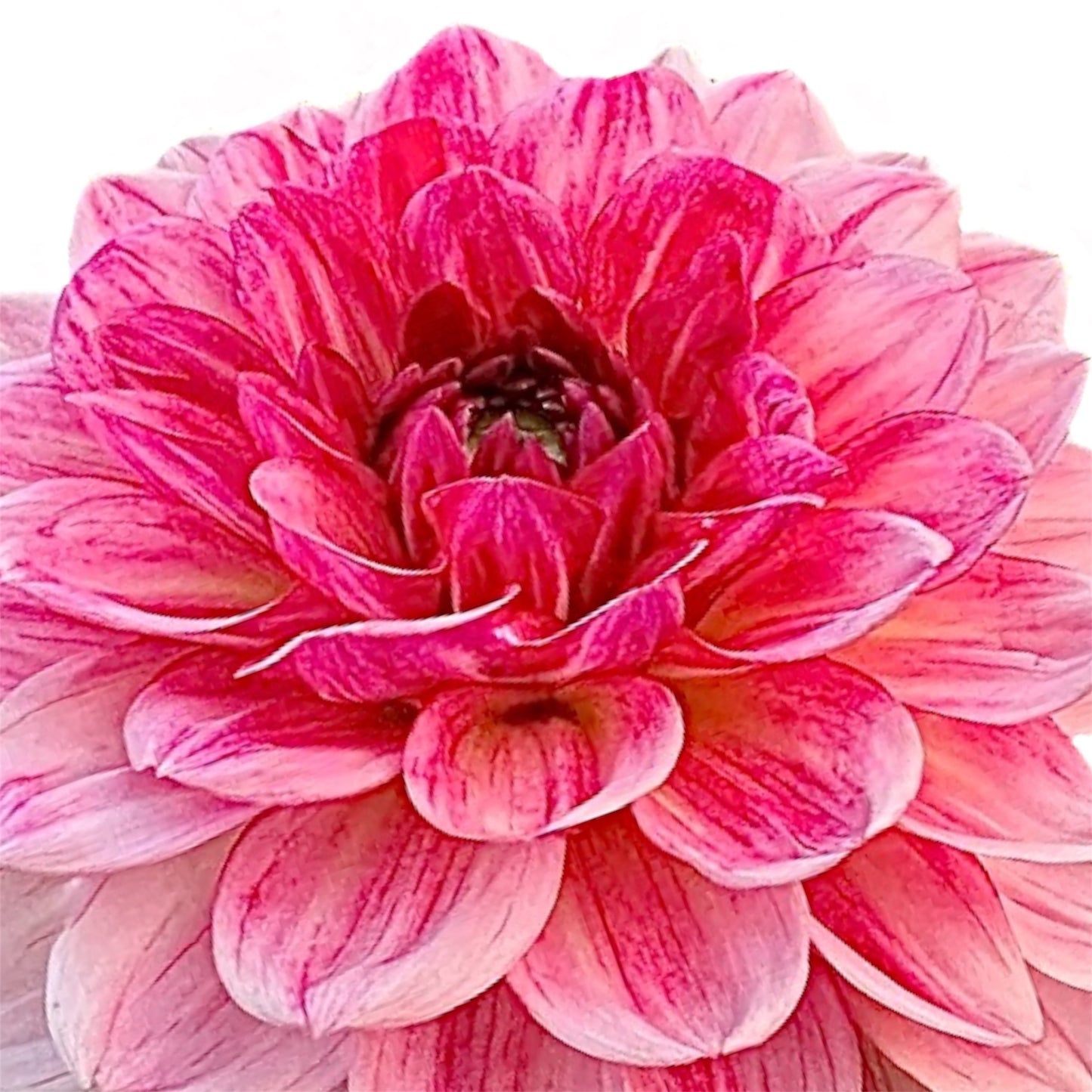 Gerrie Hoek
