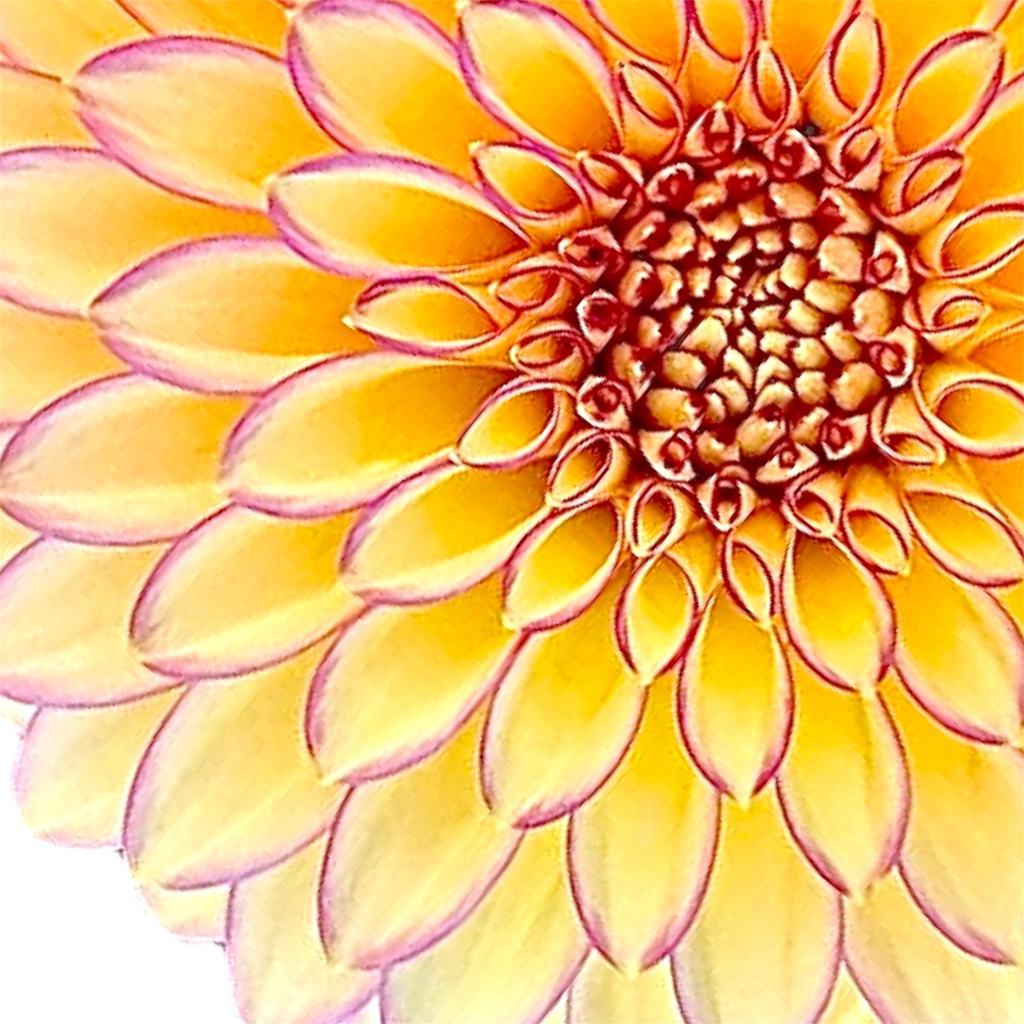 Bloomquist Blush