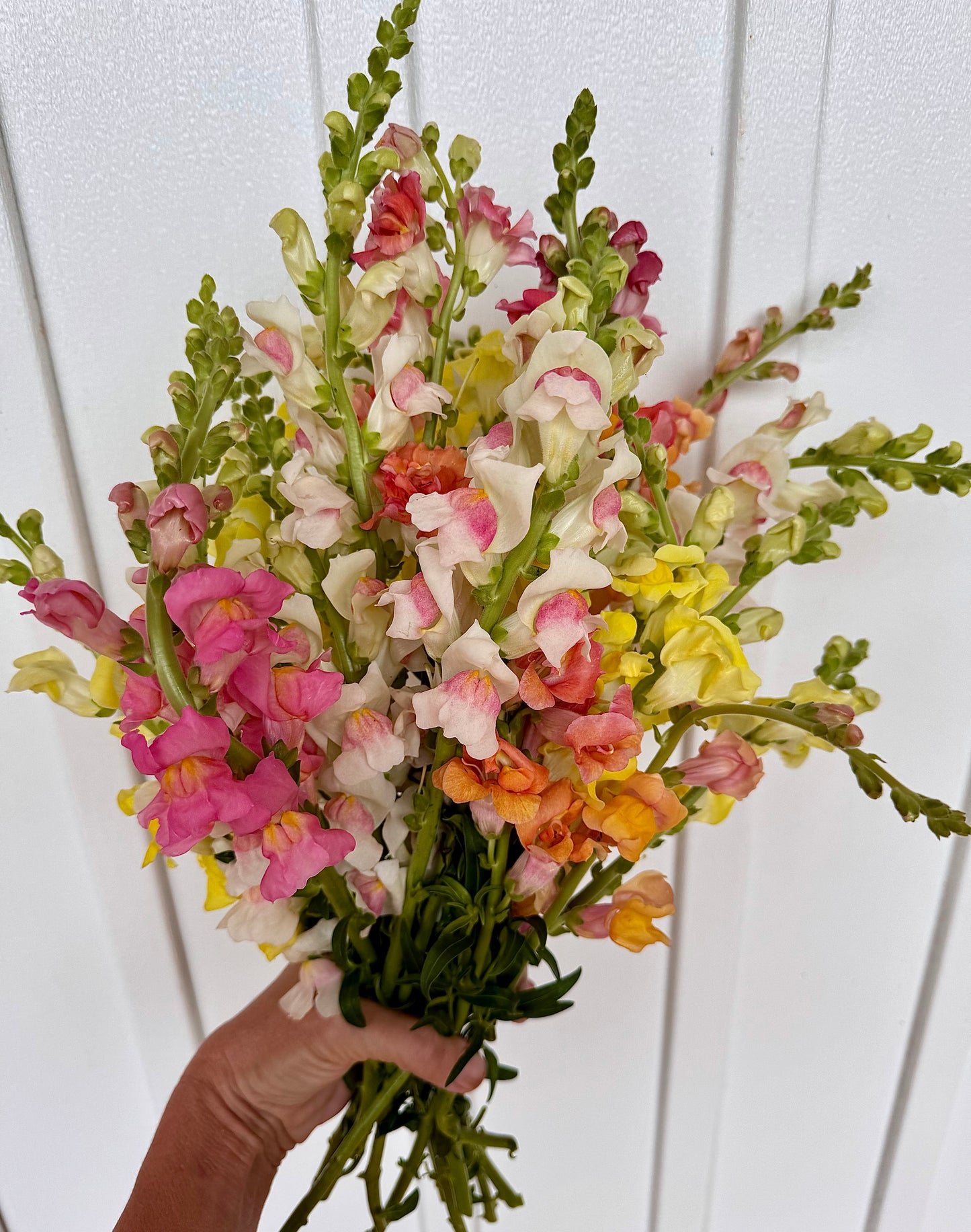 Snapdragons