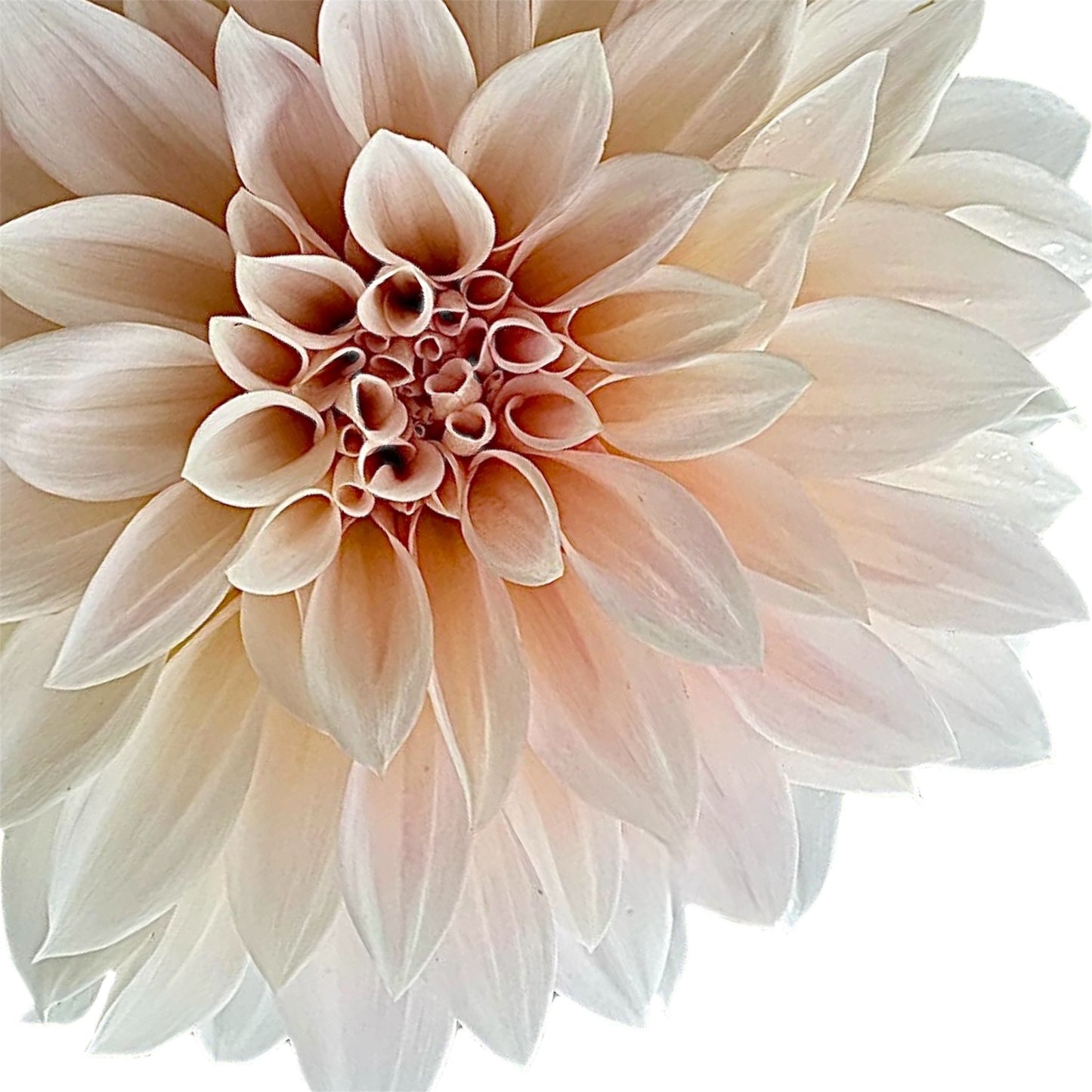 Cafe Au Lait Mini (Jolene)