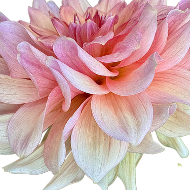 Peach Bud