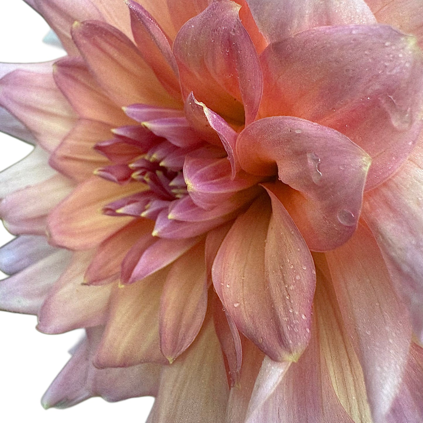 Peach Bud