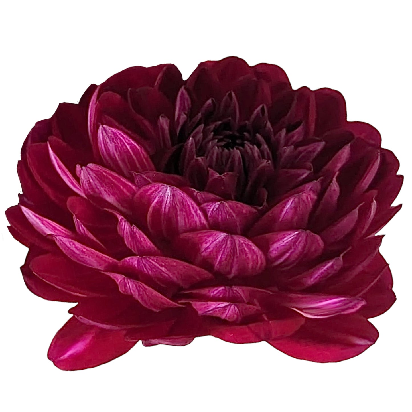 Sandia Bertha