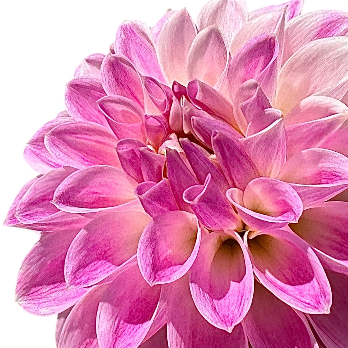 Tahoma Kelli
