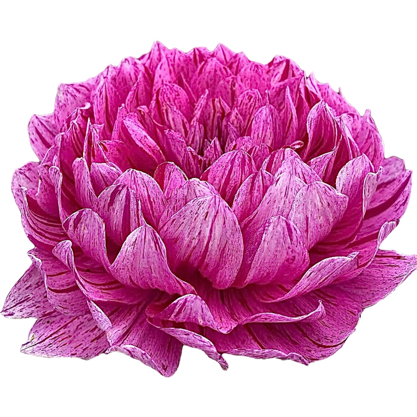 Sandia CanCan