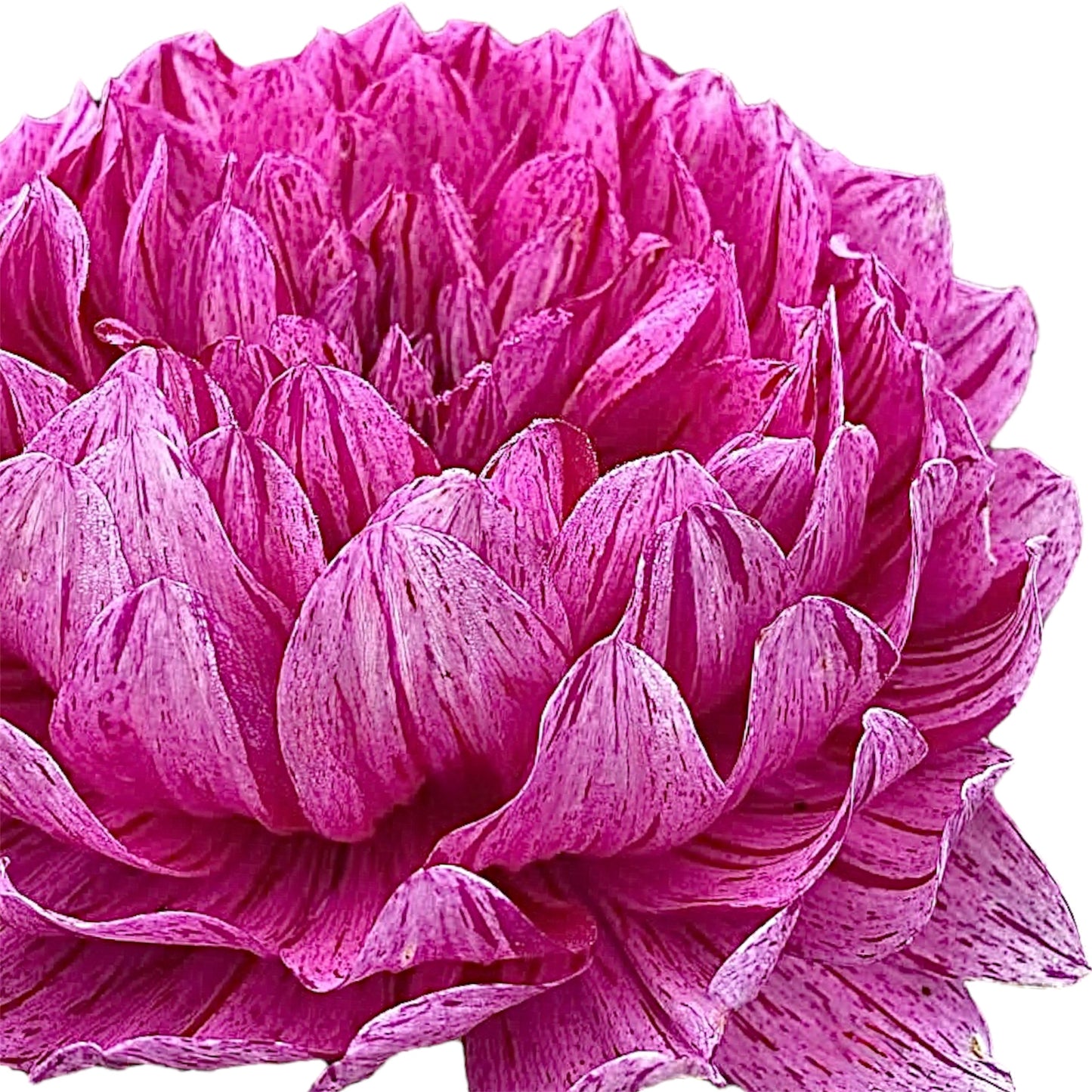 Sandia CanCan
