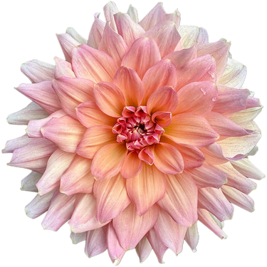 Peach Bud