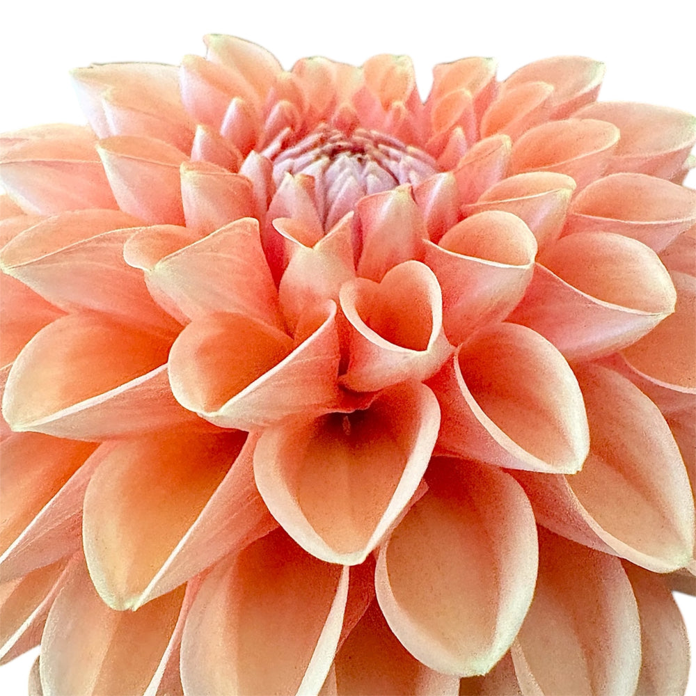 Maarn (Sylvia)