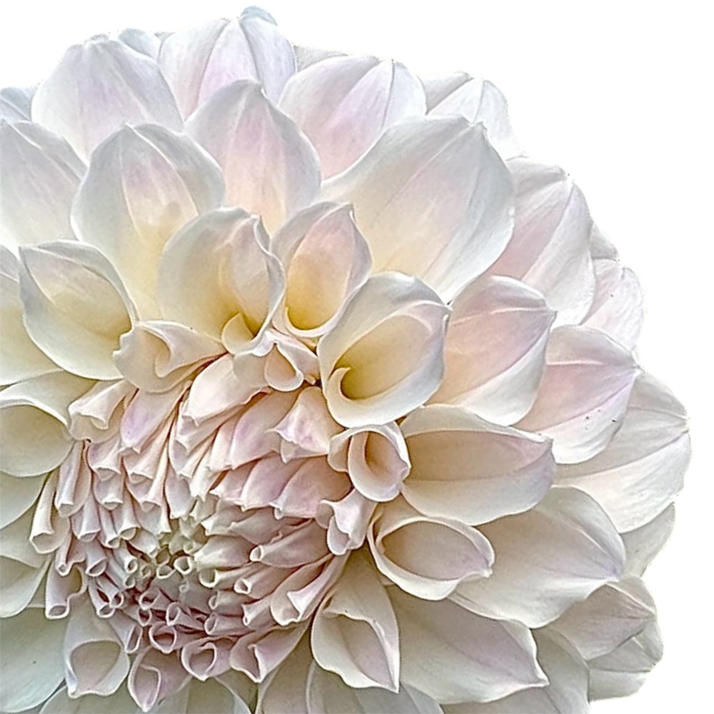 Irish Ruffles