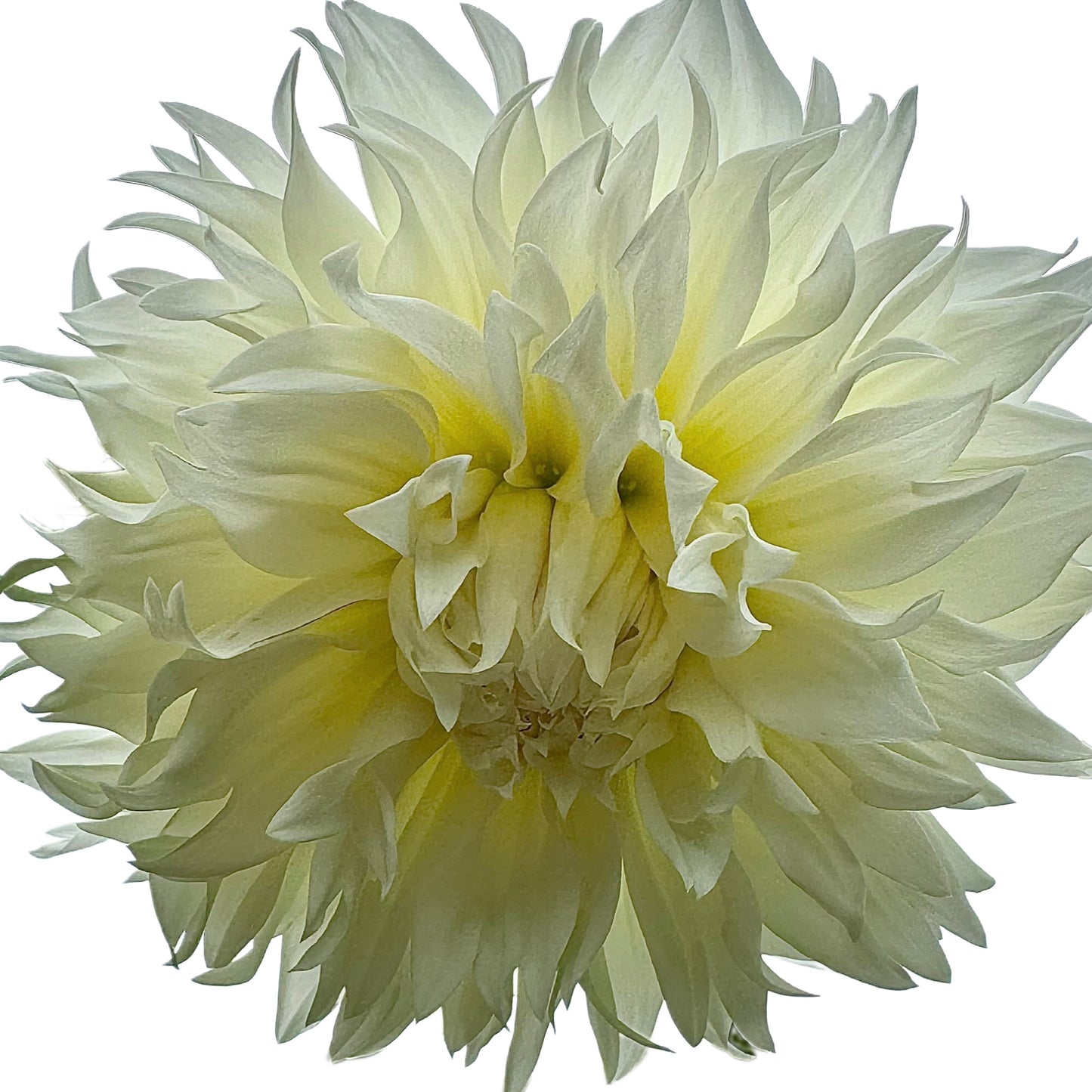 Fleurel