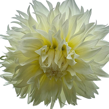 Fleurel