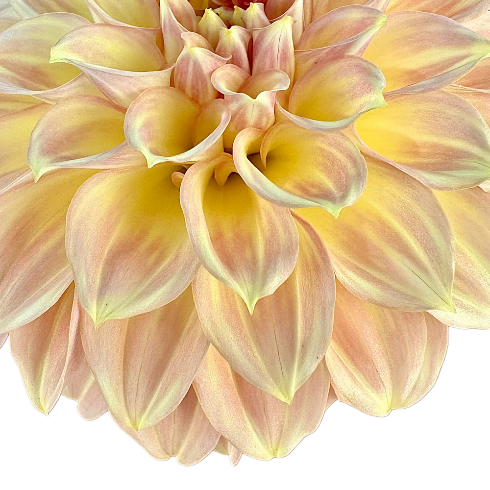 Coorabell Moonglow