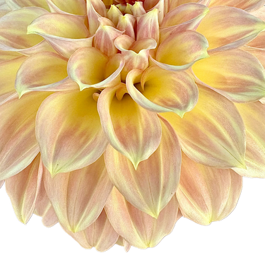 Coorabell Moonglow
