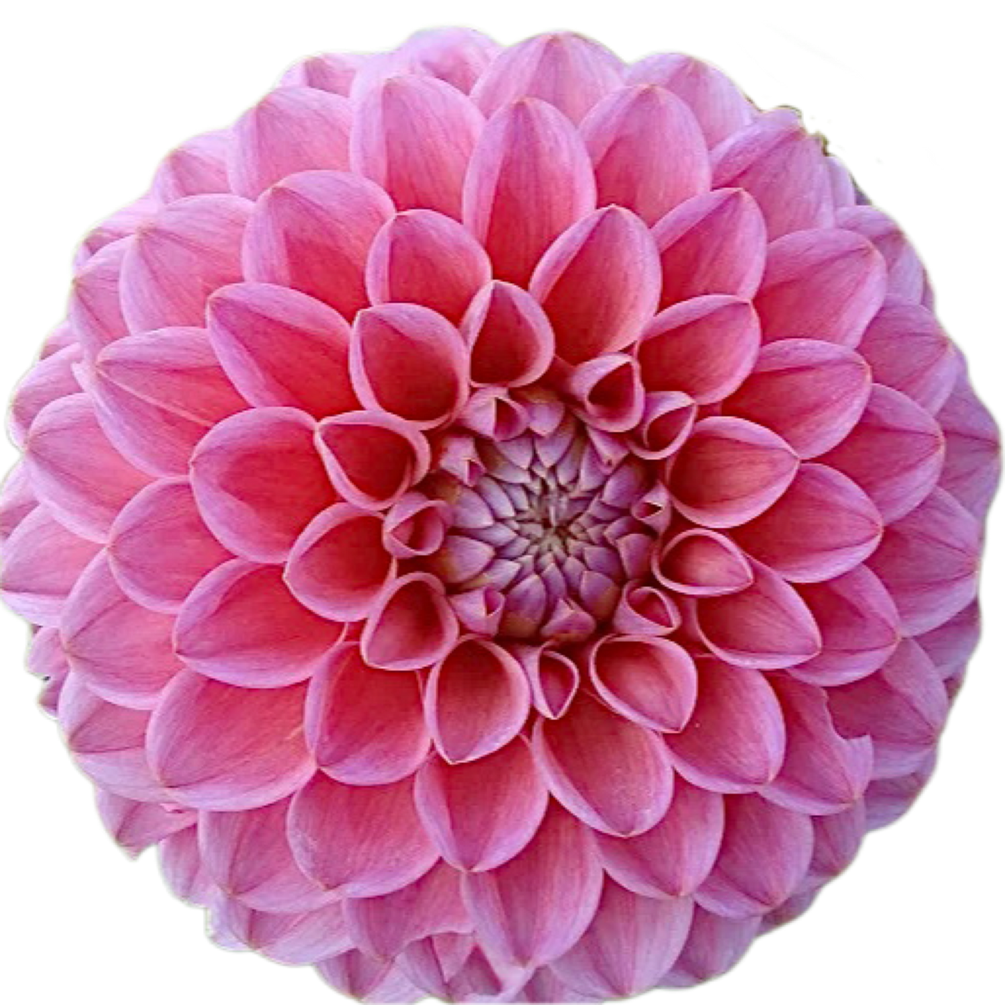 Dikara Superb