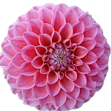 Dikara Superb
